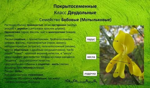 Покрытосеменные растения тест