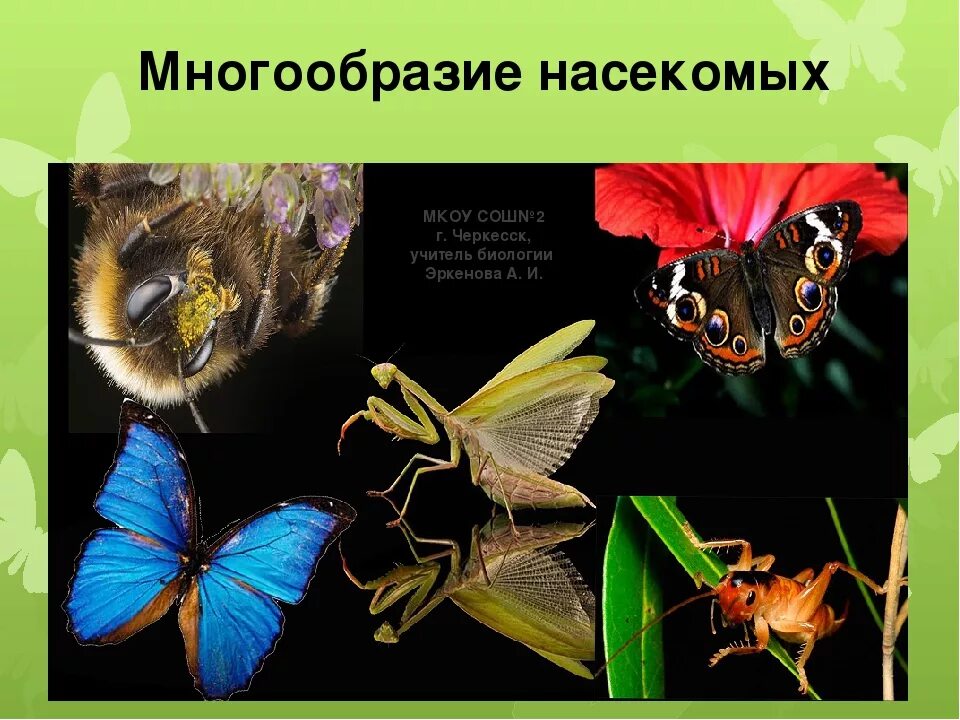 Разнообразие насекомых. Многообразие видов насекомых. Многообразие насекомых в природе. Класс насекомые разнообразие.