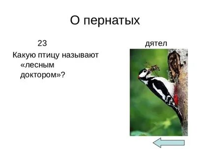 Дятел л мягкая или твердая
