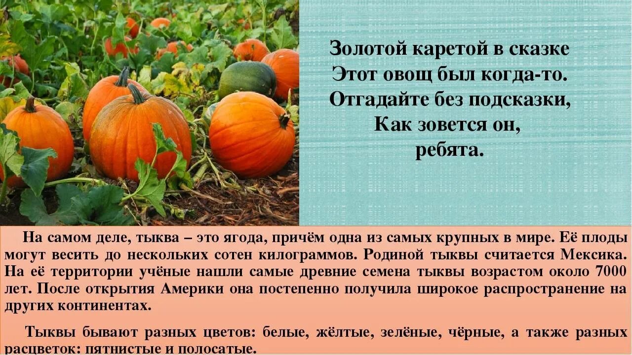 Тыква это овощ или фрукт. Тыква это овощ или ягода. тыква это ягода или фрукт или овощ. родина тыквы. тыква это ягода.