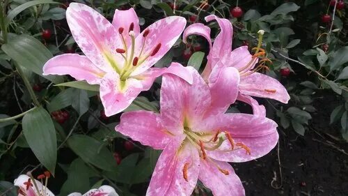 лилия hocus pocus (восточный гибрид) 55 р 2 шт. лилия курьер. лилия сиреневый рай описание. лилия цветок лиловый. африканская лилия агапантус.