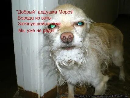 Стих здравствуйте дедушка мороз борода из ваты