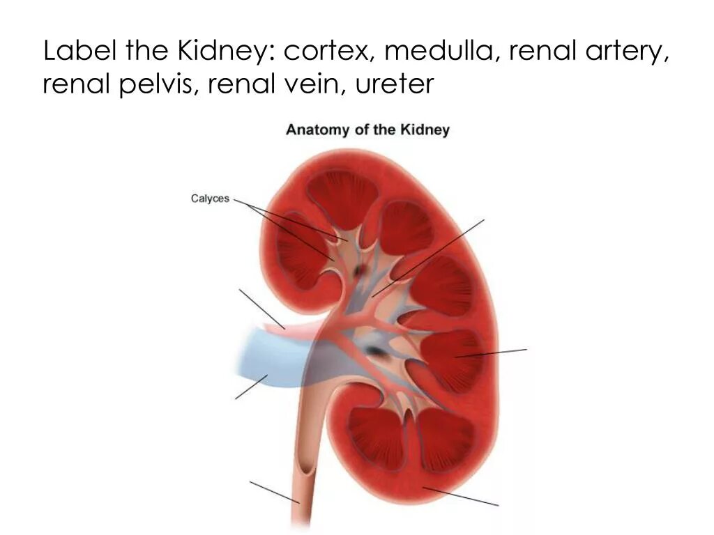 Кровь в лоханке почки. Почечная лоханка (pelvis renalis). Ворота почки. Ворота почки анатомия. Строение почки ворота почки.