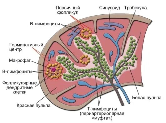 Схема строения селезенки. Внутреннее строение селезенки схема. Схема строения селезенки иммунология. Селезенка внутреннее строение рисунок.