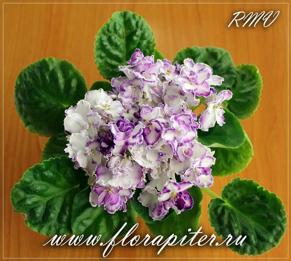 Фиалка ав прованс. Фиалка vi-прованс. Фиалка бр аркадия. Сенполия прованс. Сенполия прованс.