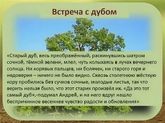 Толстой описание дуба отрывок