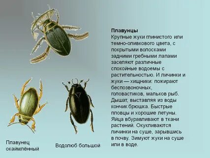 Какая среда обитания у жука