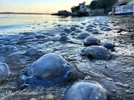 Медузы в море 2024