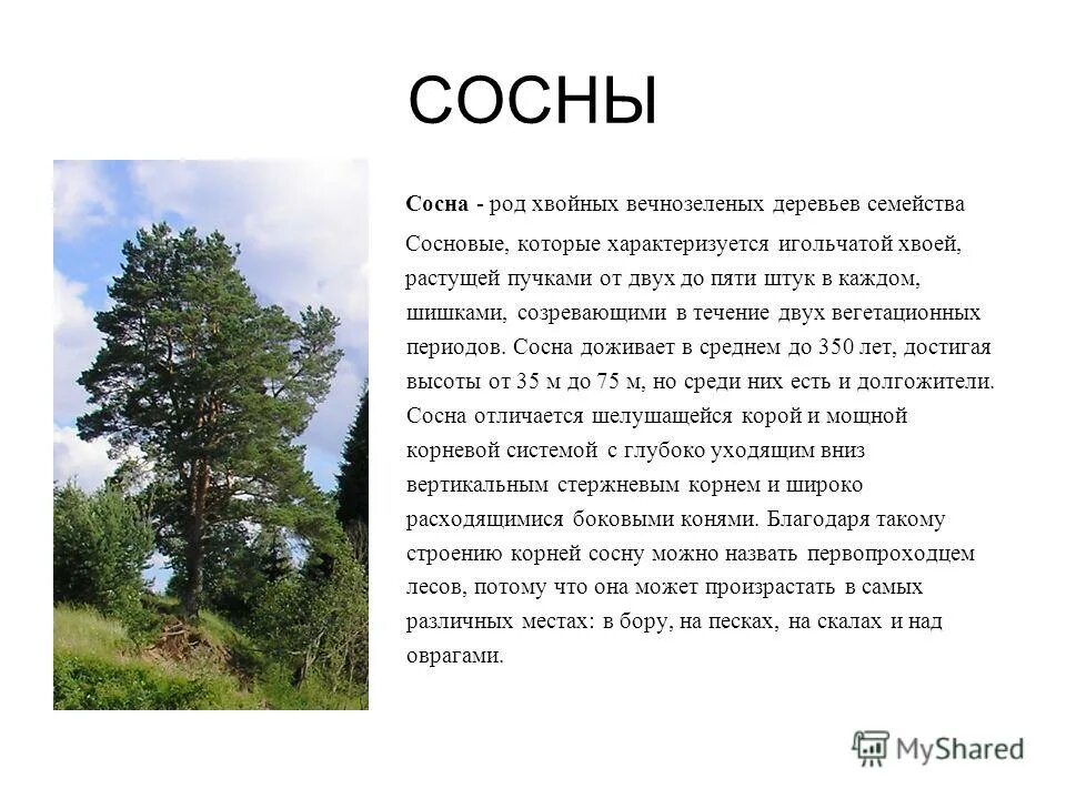 сосновую род. род сосна. род семейства сосновые. род сосна. сосна родовое дерево.