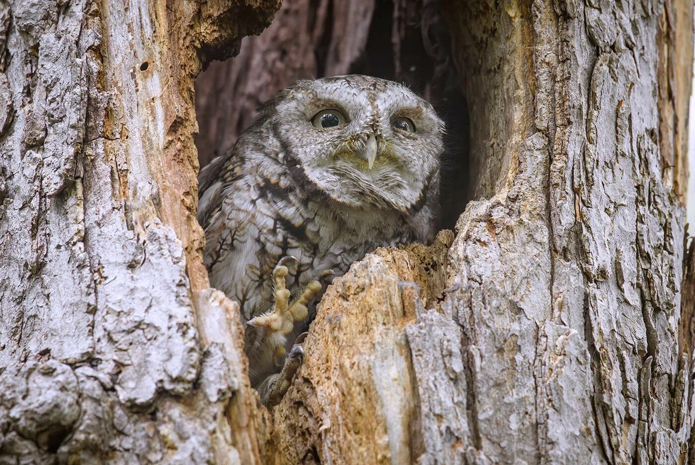 Может быть совы разыскивают добычу. Ушастая Сова маскировка. Eastern Screech Owl. Североамериканская Сова. Ушастая Сова симбиоз.