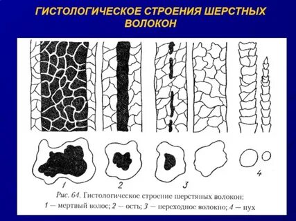 Слой шерстяного волокна