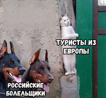 Назад сука