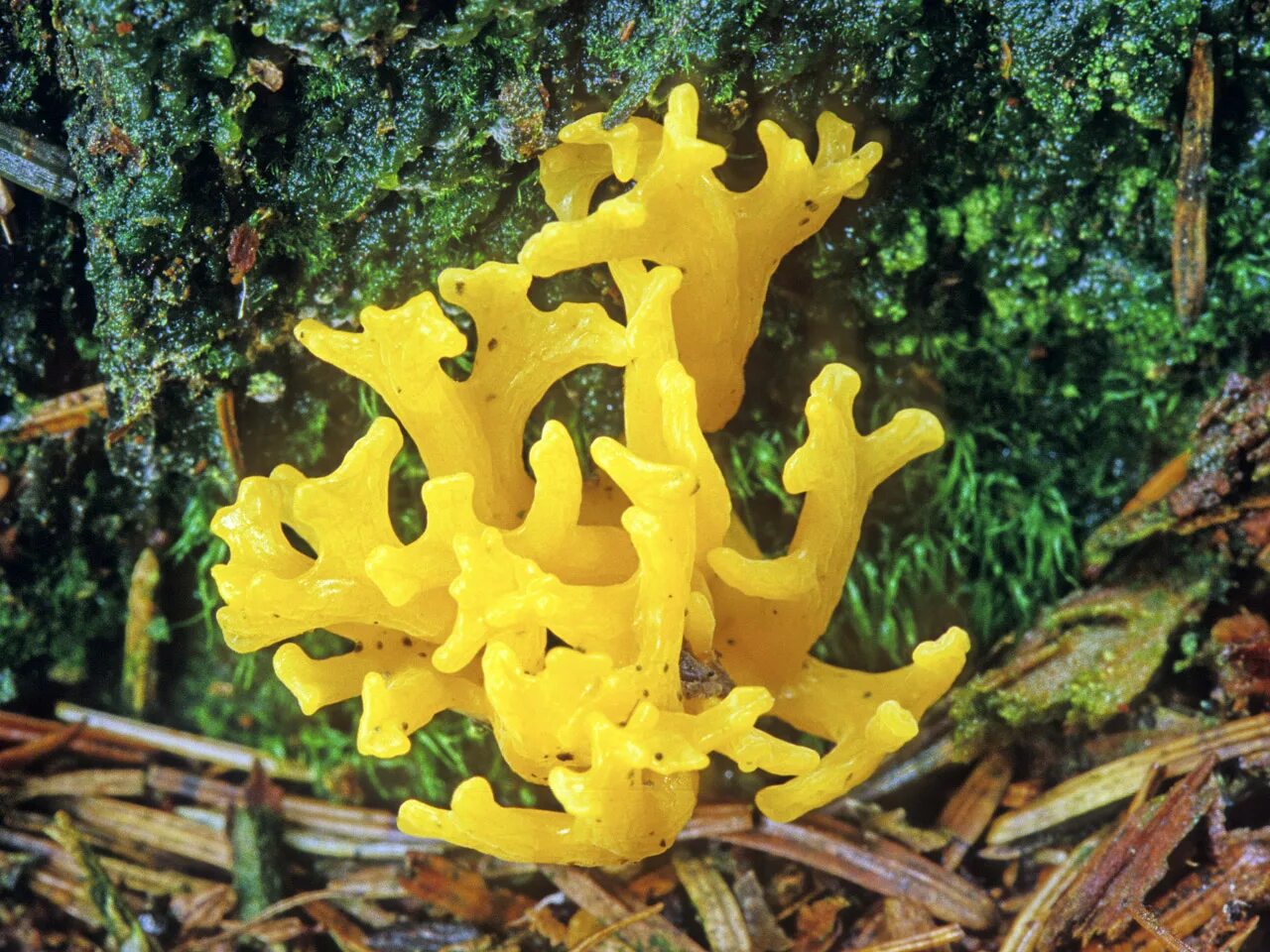 Гриб снабжает водоросль. Калоцера клейкая Calocera viscosa. Коралловый Рогатик гриб. Рогатик желтый. Гриб коралл съедобный.