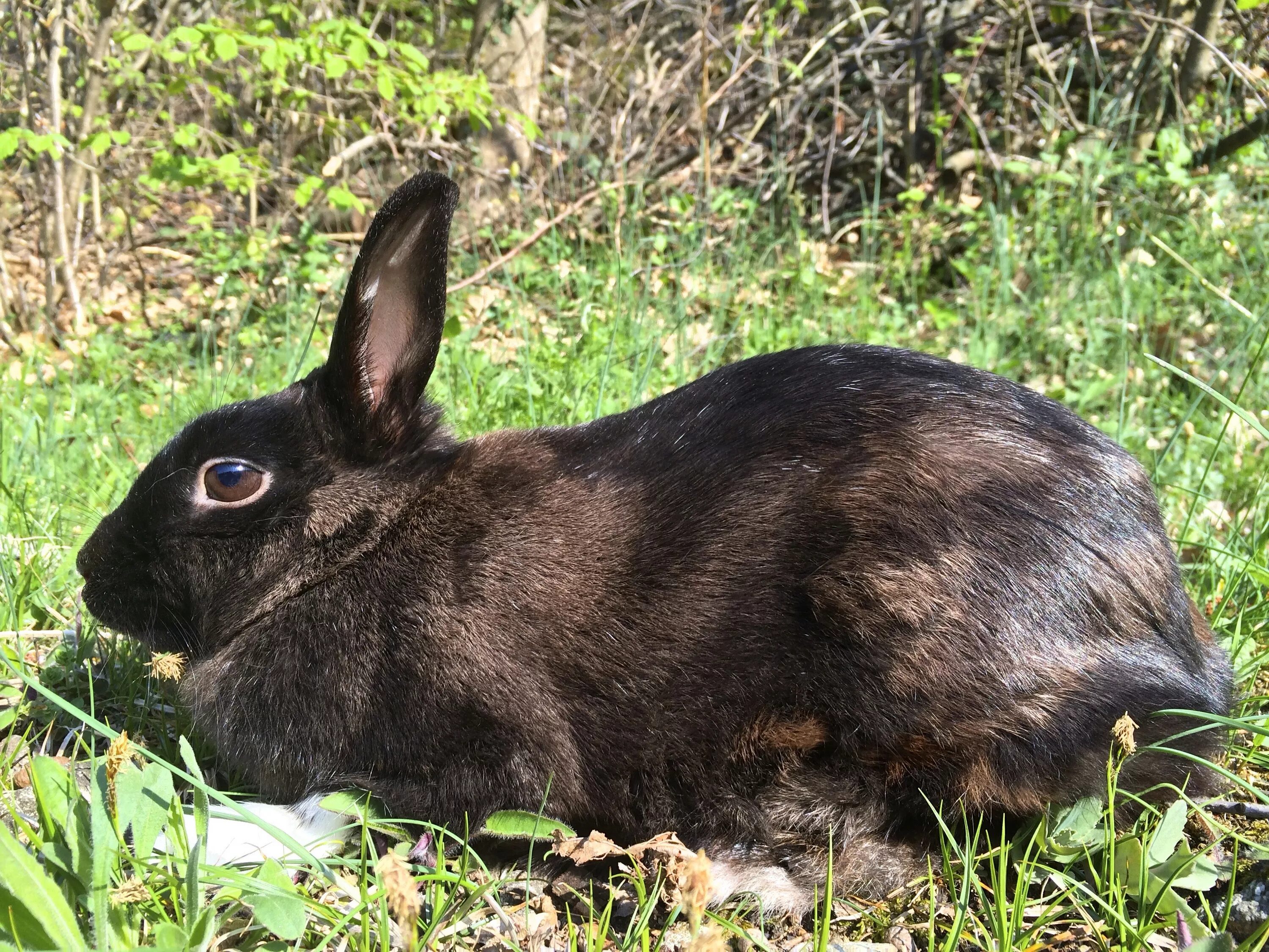 Black rabbit