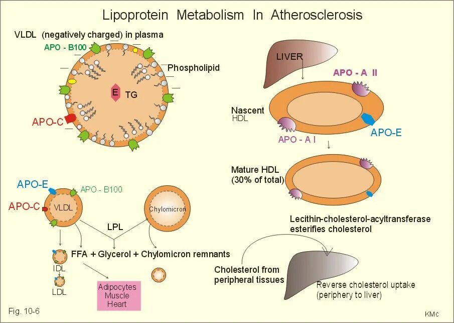 Хиломикроны и липопротеины. Липопротеины это комплекс. B липопротеины. Липопротеины биохимия.