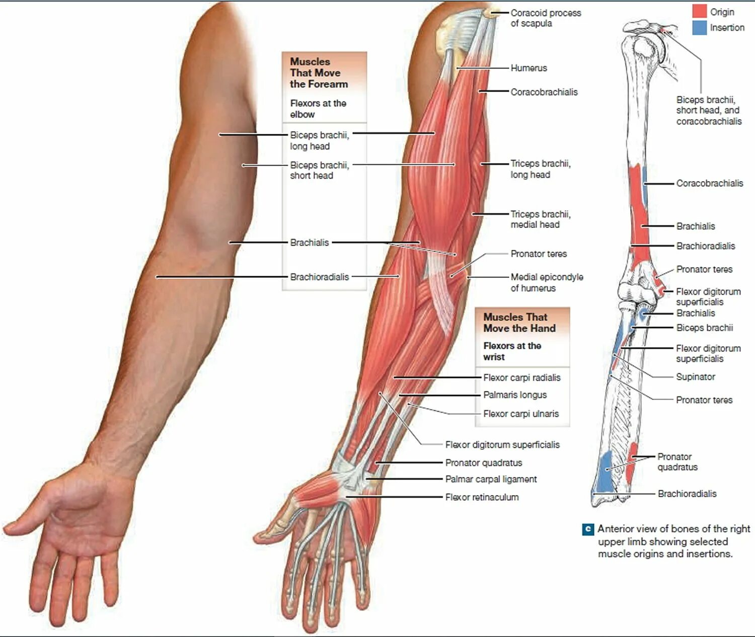 Части руки человека. Строение кисти руки предплечья. Анатомия предплечья человека. Анатомическое строение предплечья руки человека. Строение предплечья человека фото с описанием.