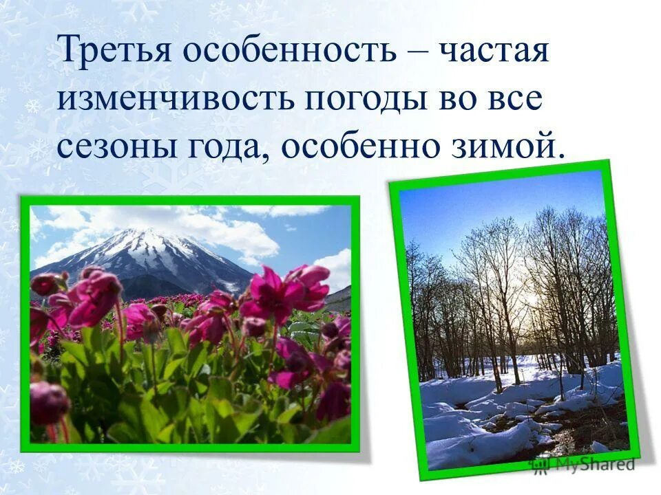 Природа зима весна лето осень. Растения зимой для дошкольников. Жизнь растений зимой и летом 2 класс. Растения зимой. Морозостойкие растения зимой.