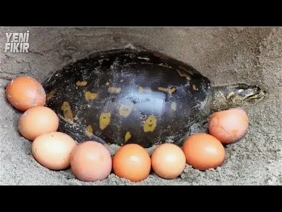Turtles laying eggs. Turtles laying eggs
