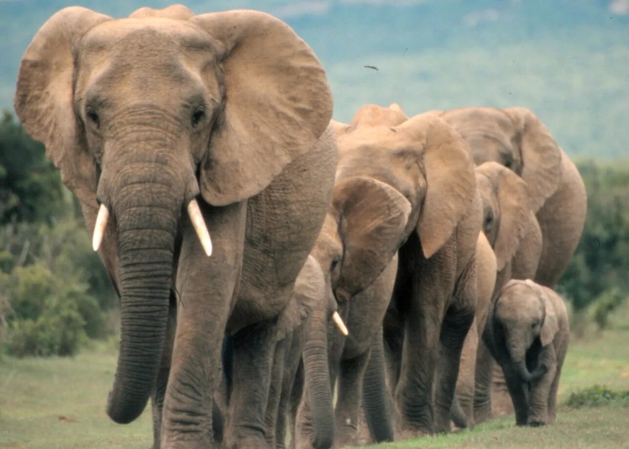 Elephants walking. Слоны стильные. Маленькие родственники слонов. Слоны очень общительный. Почему слоны.