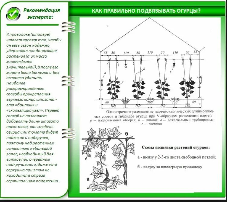 Схема подвязки огурцов в парнике. Схема посадки рассады огурцы в теплице. Схема подвязывания огурцов в теплице. ,Схема посадки огурцов в теплице схема. Огурцы посадка и уход в теплице