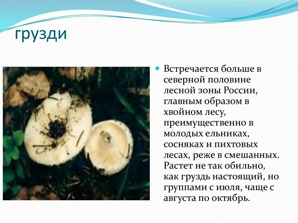 Доклад про грибы грузди. Сведения о грибе груздь. Грузди доклад для 3 класса. Информация про гриб груздь.