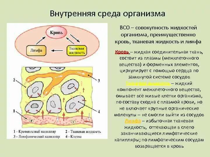 Жидкие среды организма кровь лимфа тканевая жидкость. Состав крови тканевая жидкость лимфа кровь. Внутренняя среда организма схема лимфа кровь тканевая жидкость. Составляющие элементы внутренней среды организма. Межклеточная вода в организме