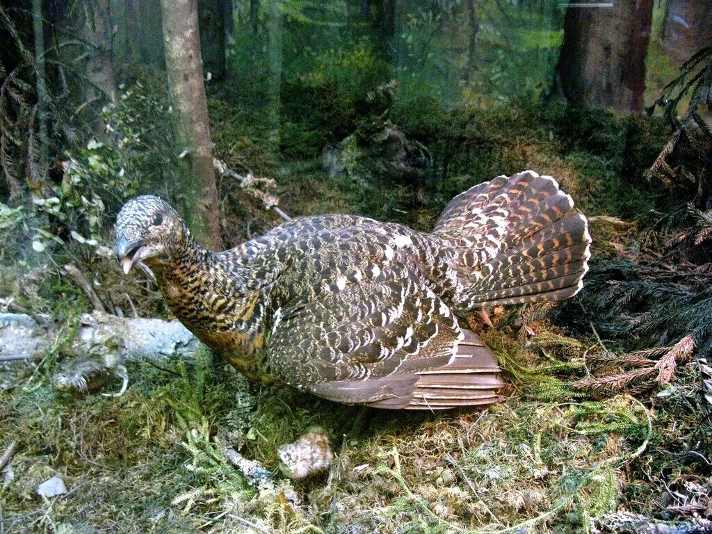 Глухарь гнездится на земле. Самка глухаря Капалуха. Гнездо глухаря Капалуха. Глухарь и Капалуха. Обыкновенный Глухарь.