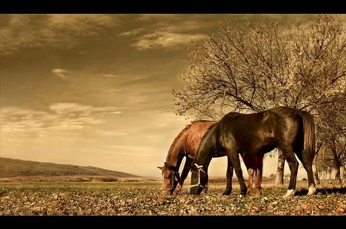 Полу птица полу лошадь. Влюбленные лошади. Лошадь осень. Осень лошади в поле ферма. Пол лошади.