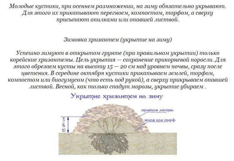 Как подготовить корейскую хризантему к зиме