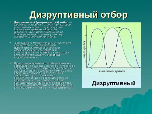 Примеры дизруптивный формы естественного отбора. Дизруптивный естественный отбор кратко. Дизруптивный отбор отбор. Схема дизруптивного естественного отбора.