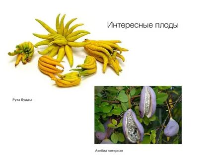 Роль плода в растении