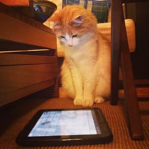 Котик планшет. Кошка с планшетом. котик с планшетом. кот за планшетом. котик с айпадом.