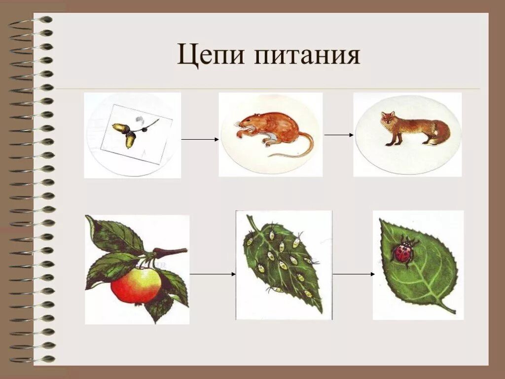 Составить цепи питания окружающий мир. Пищевая цепочка в природе 3 класс окружающий мир. Цепочка питания животных 5 класс биология. Цепи питания животных примеры 3 класс. Пищевая цепочка в природе 3 класс окружающий мир примеры.