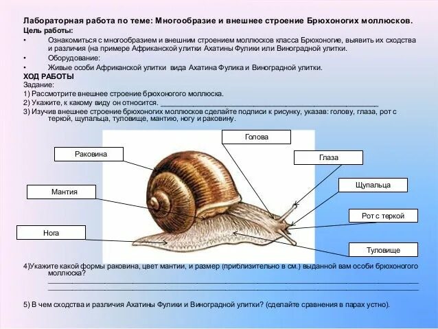 Виноградная улитка таблица. Строение улитки ахатина. Строение раковины улитки ахатины. Улитка ампулярия строение тела. Строение раковины ахатины.