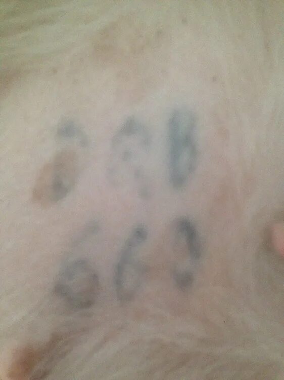 Как выглядит клеймо у собаки. Клеймо у собаки. Клеймо у собаки. Клеймо у собаки. Клеймо у собаки.