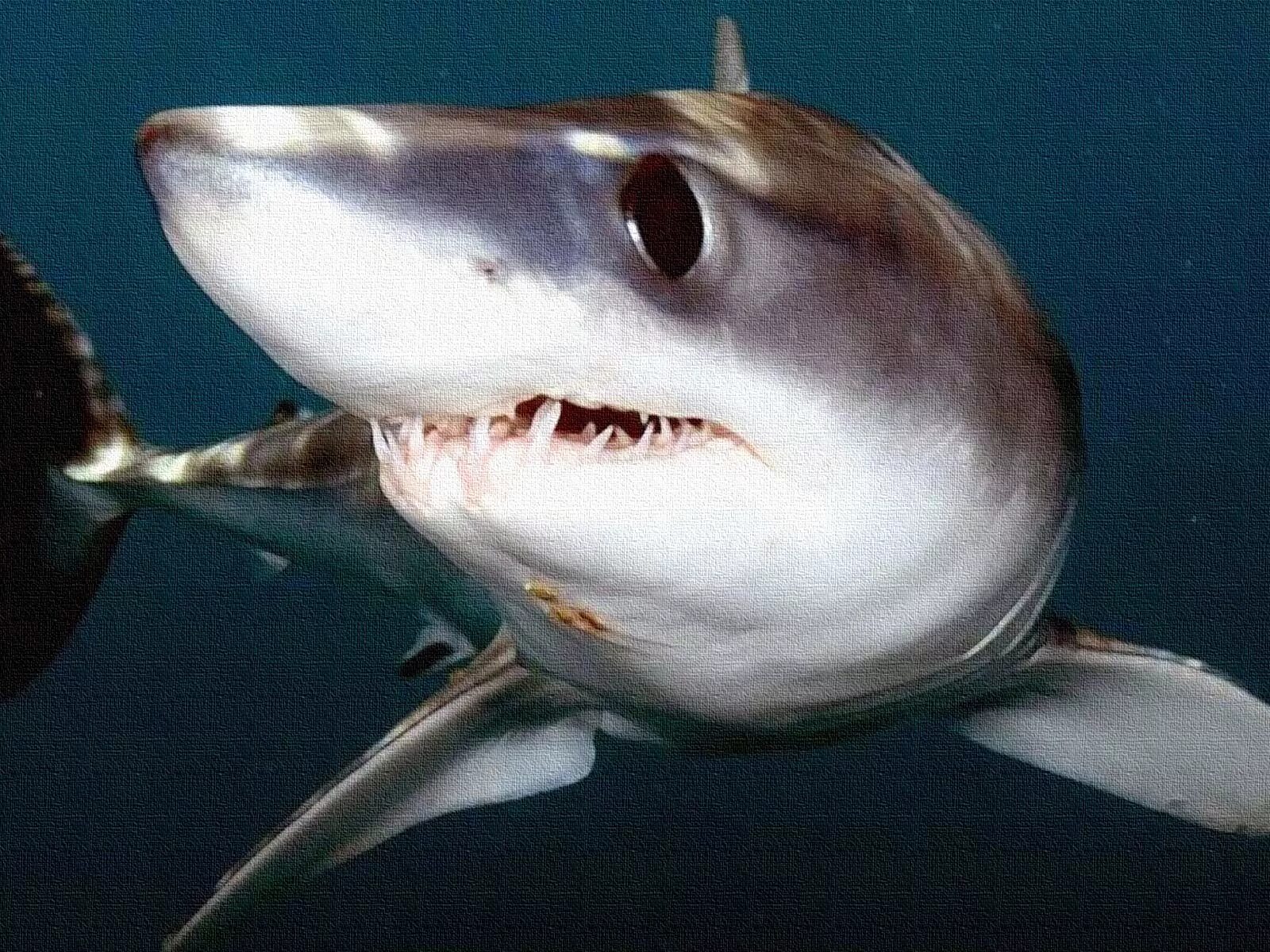Опасна ли акула мако. Акула мако. Мако (Isurus oxyrinchus). Мако акула чернорылая. Серо голубая акула мако.