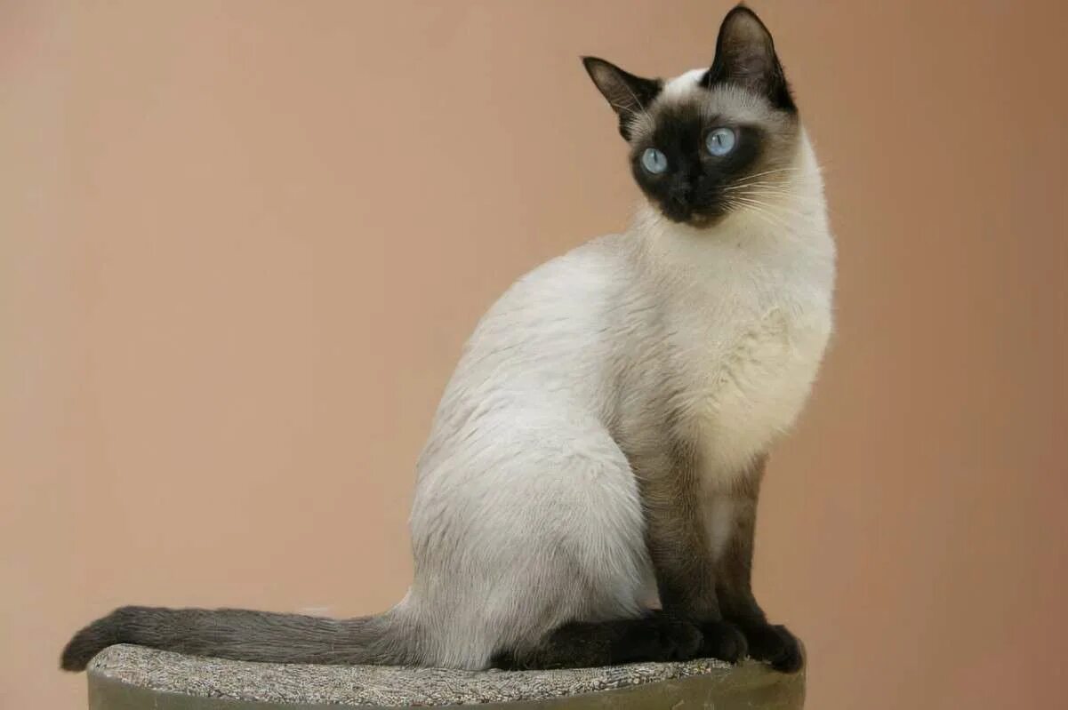 Сиамская порода кошек. Сиамская кошка короткошерстная. Сиамский Сноу-Шу. Тайский сиамский кот. Сиамская кошка длинная