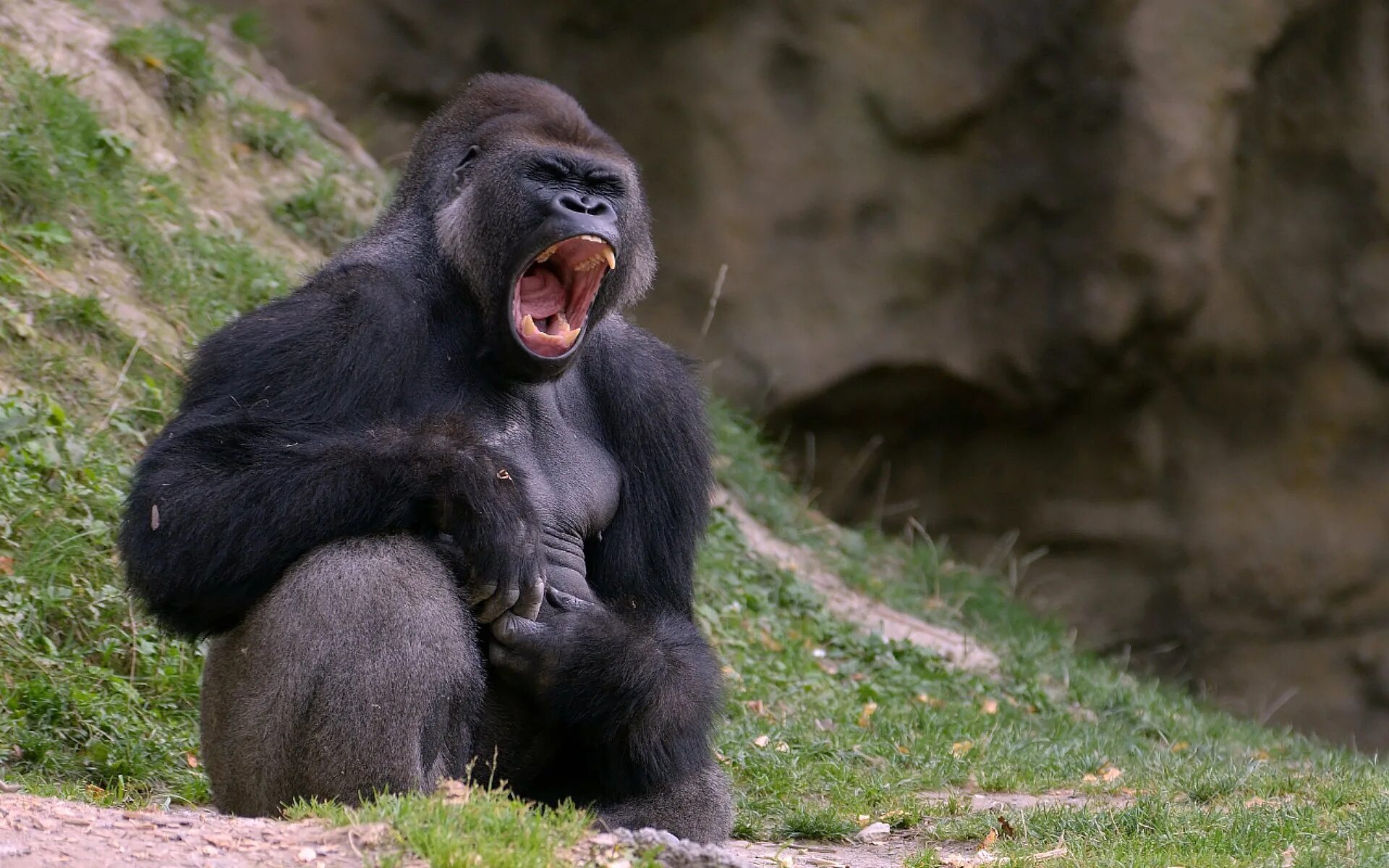 Monkey gorilla