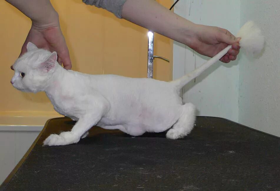 Где можно подстричь кота. Стрижка котов. Гигиеническая стрижка кошек. Стрижка кошки под машинку. Стриженный белый кот.