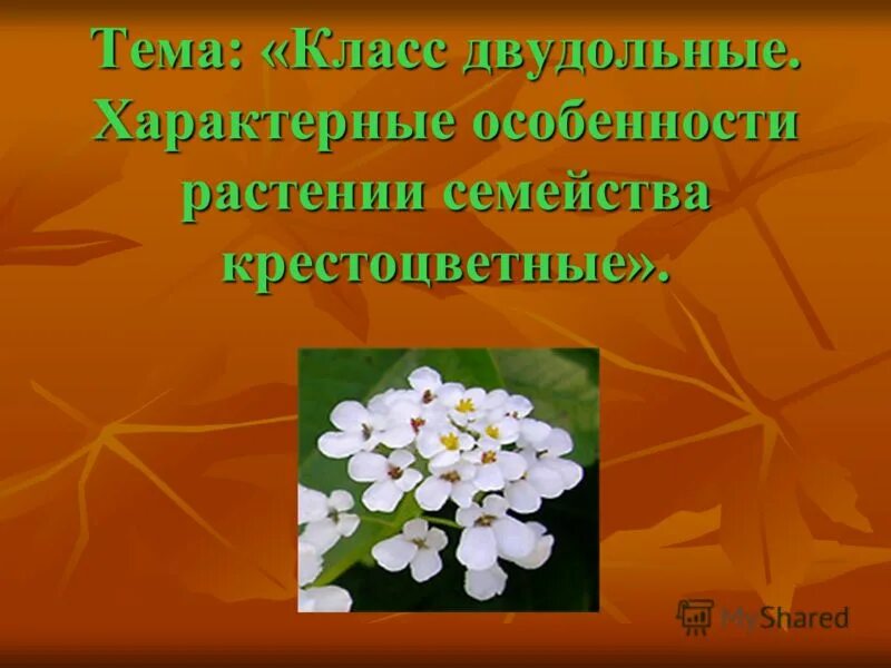 Двудольные крестоцветные лекарственные. Лекарственные растения семейства крестоцветных. Крестоцветные лекарственные растения двудольные. Презентация на тему крестоцветные.