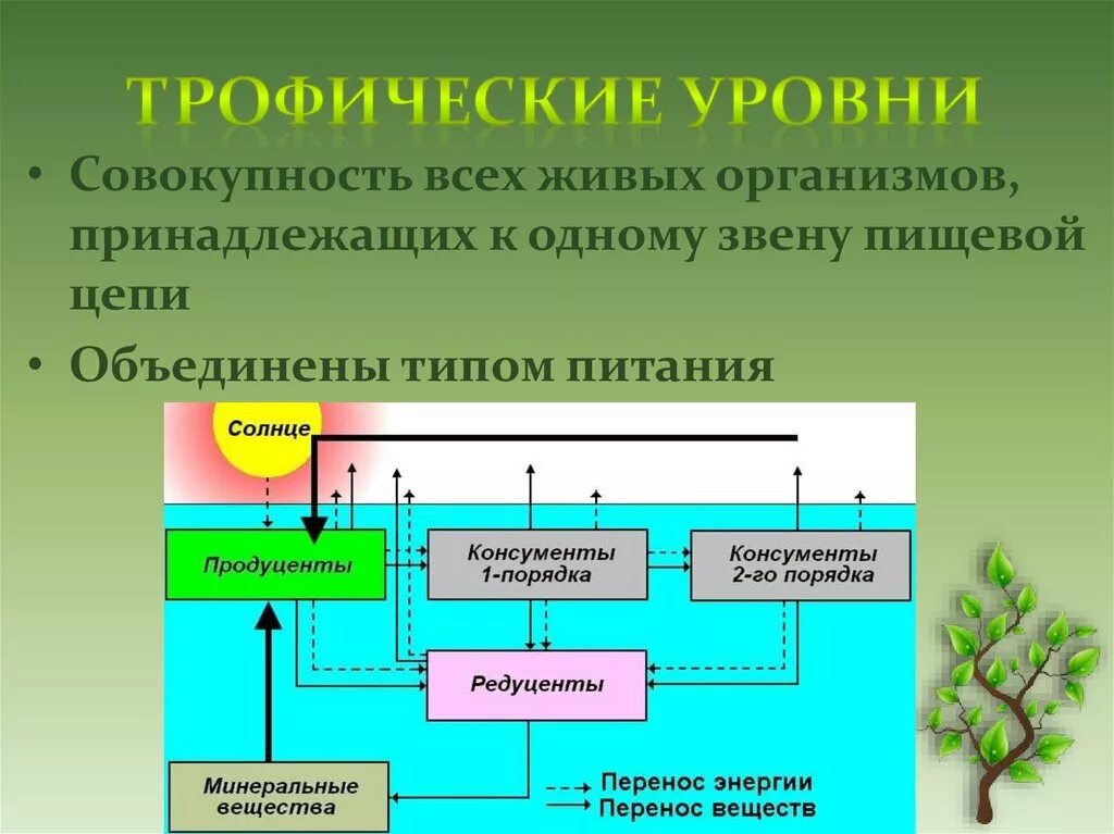 Организмы 1 5 трофических уровней. Структура трофической цепи. Трофические уровни. Трофические уровни организмов. Трофические уровни пищевой цепи.