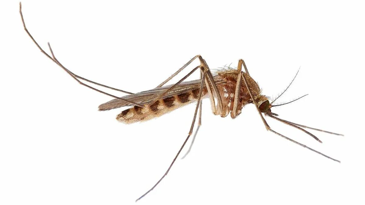 комар летает. комар летит. насекомые в полете. комар летает. москиты.