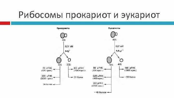 Рибосомы прокариотических клеток. Рибосомы эукариот. 70s рибосомы у эукариот. Структура рибосом про- и эукариот. Строение рибосом про и эукариот.