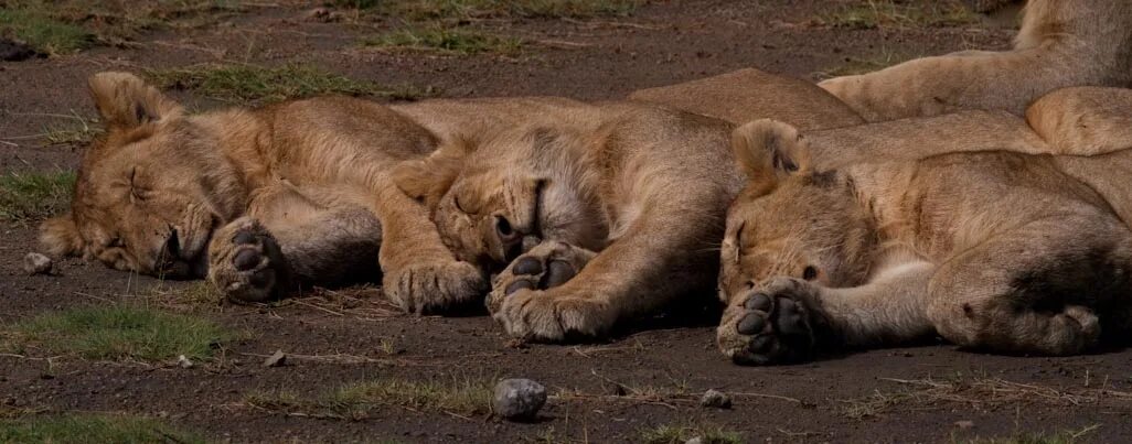 Сколько спят львы. Tired Lion.