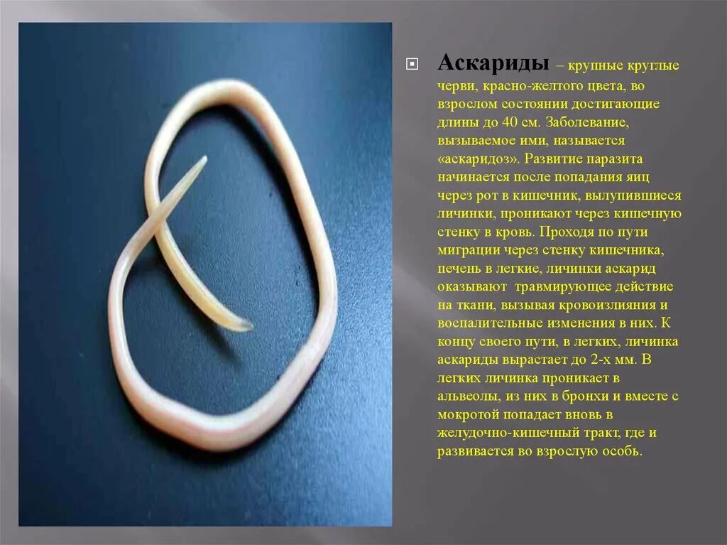 В каком органе обитает взрослая особь аскариды. Черви аскарида аскарида. Паразитические черви аскариды. Аскаридоз (круглые черви до 40 см. Круглые черви аскарида человеческая.