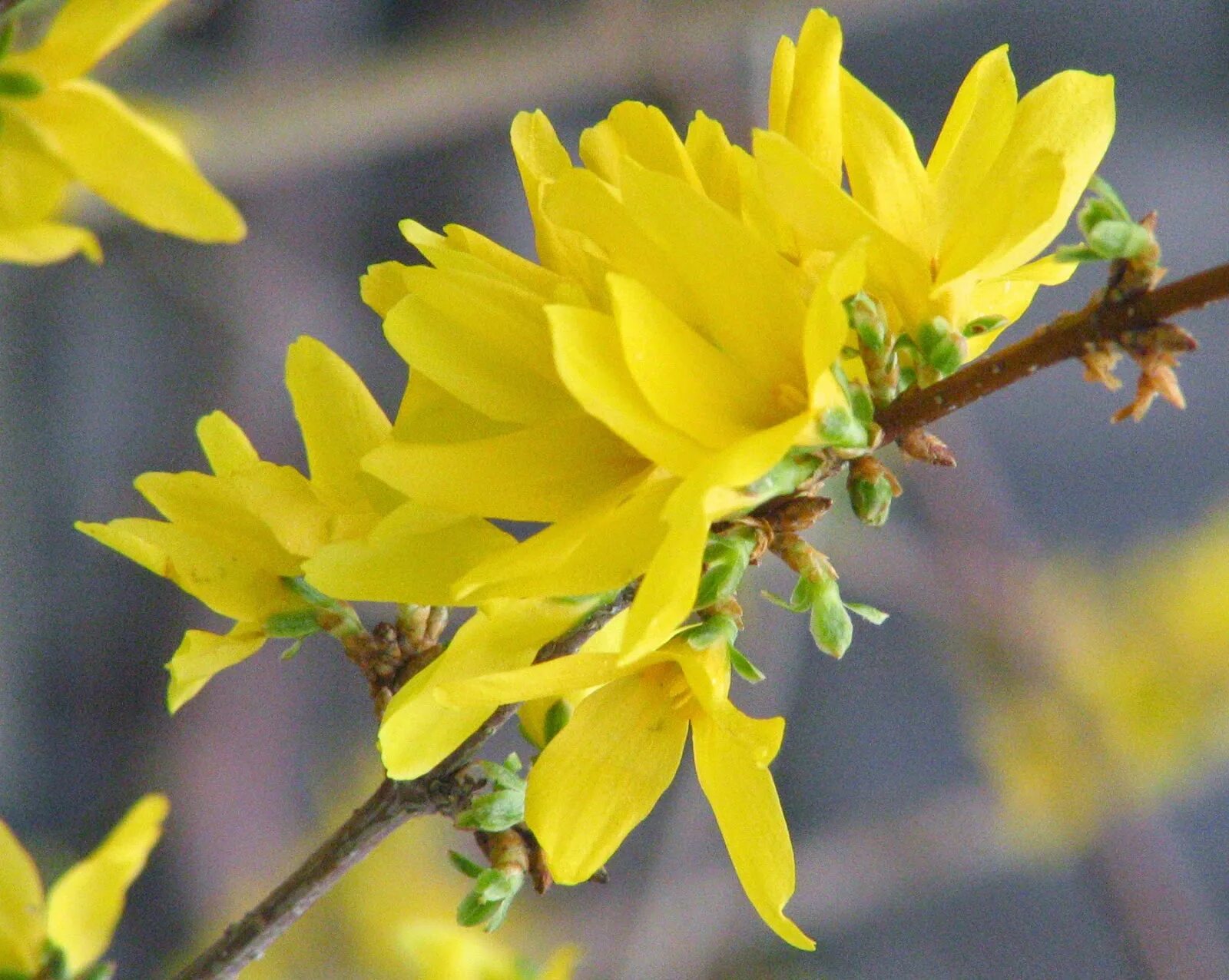 Кусты цветут весной желтым цветом