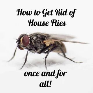 I got fly