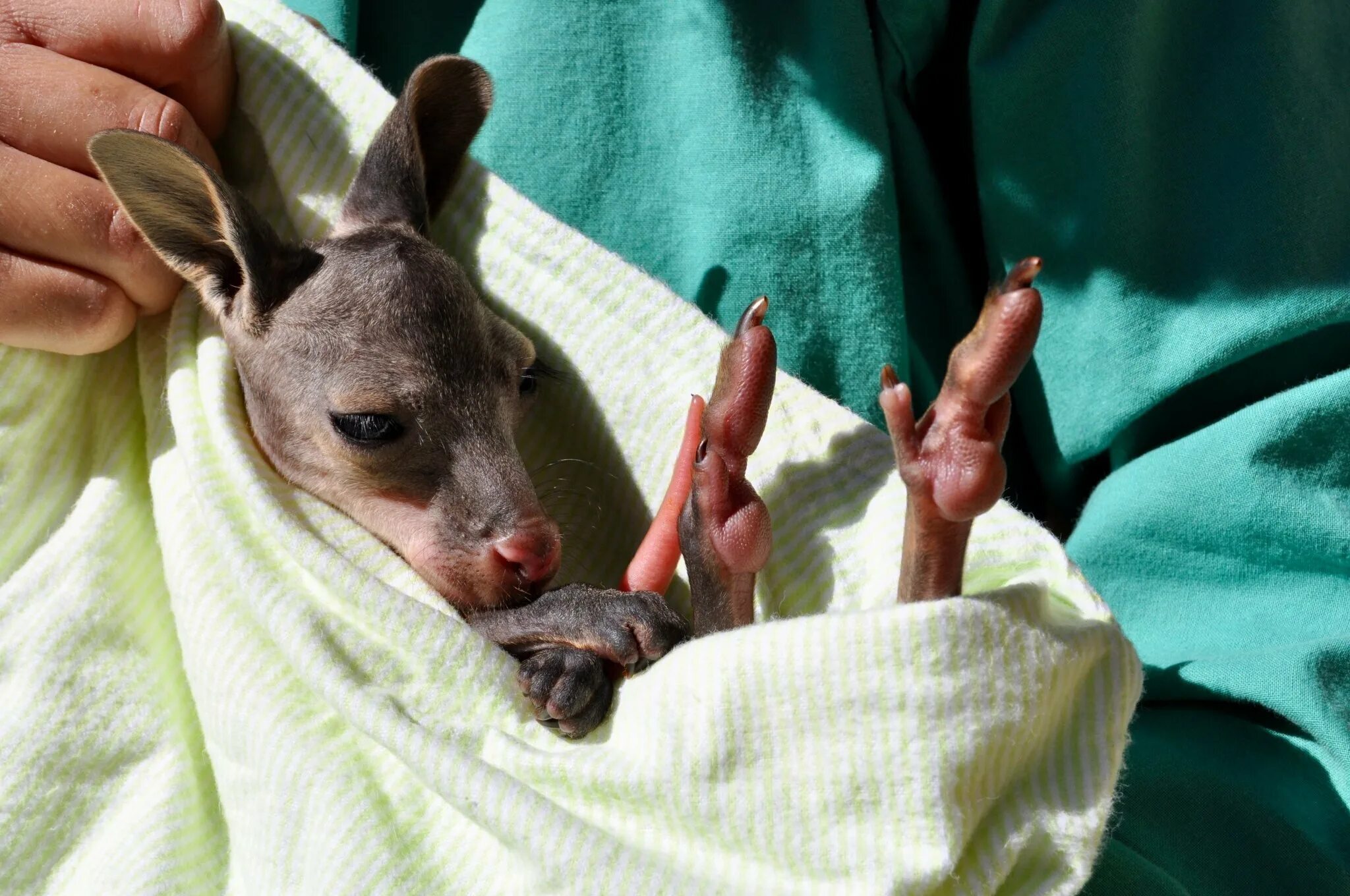 Детёныш кенгуру новорожденный. Кенгуру с детенышем. Новорожденный Кенгуренок. Кенгуру детеныш кенгуру. Рождение кенгуру
