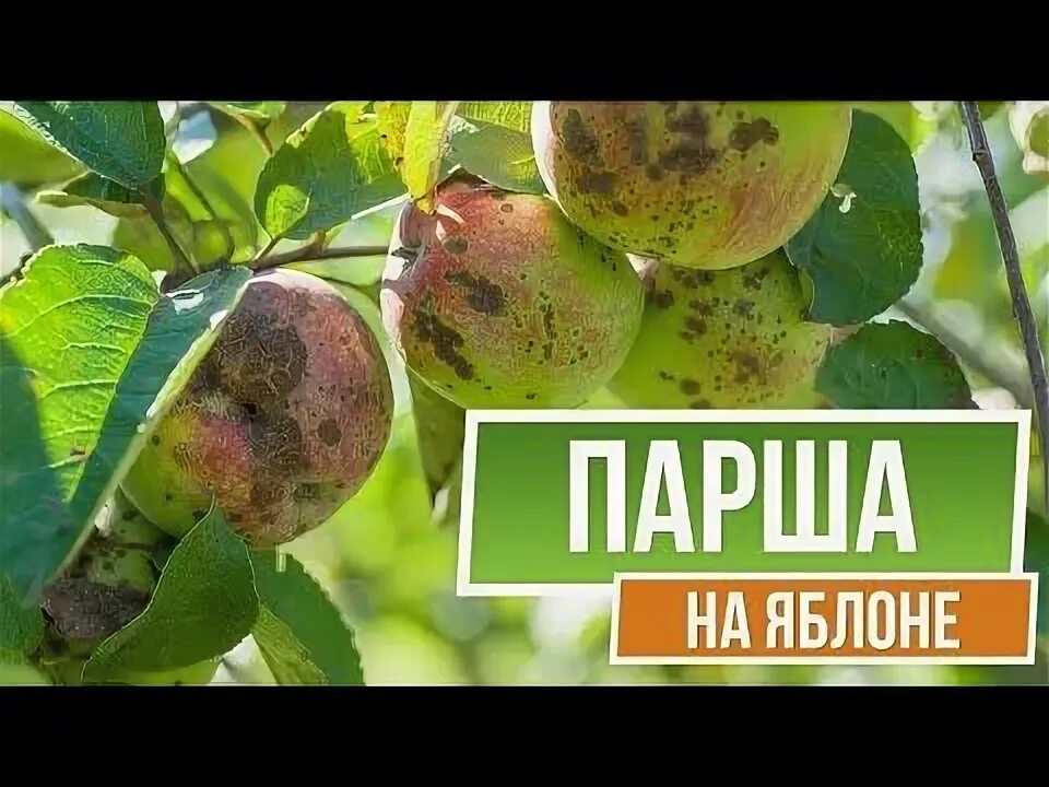 Что такое парша на яблоне. Что такое парша на яблоне