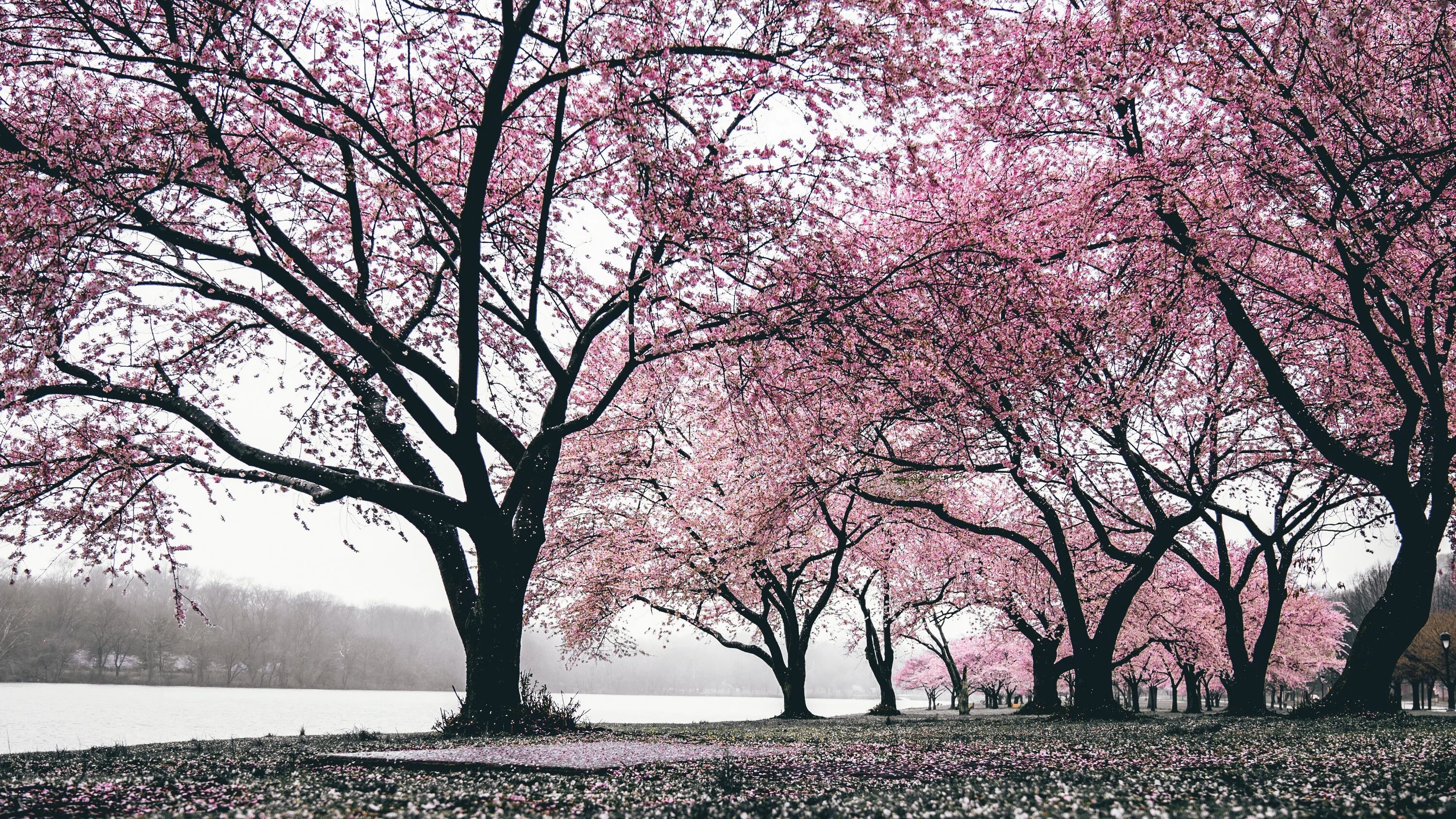 Cherry blossom отзывы. Черри блоссом дерево. Сакура черри блоссом дерево. Pink черри блоссом дерево деревья парк. Япония Сакура.